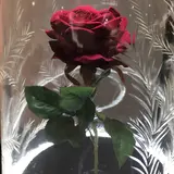 こうのすシネマ