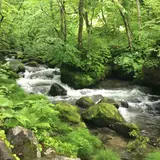 奥入瀬渓流　　