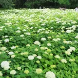 相模原北公園