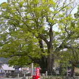 野間の大けやき