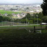 池田町　茶畑