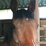 土屋乗馬クラブ