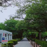 青山霊園