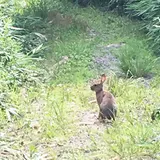 大正池