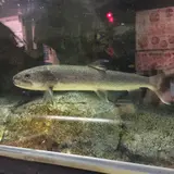 碧南市青少年海の科学館・碧南海浜水族館