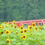 洲原ひまわりの里