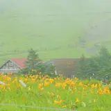 車山高原のニッコウキスゲ