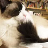 猫喫茶 空陸家 下北沢店