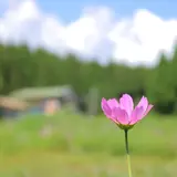 ラシェーズひるがの