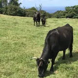 隠岐の島町沿岸
