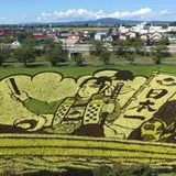 田んぼアート