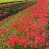 矢勝川の彼岸花