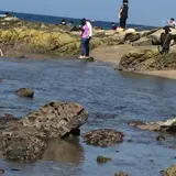 かなや