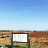卯原内サンゴ草群生地