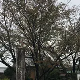 石薬師の蒲桜