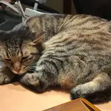 猫の居る休憩所299