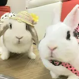 うさぎカフェ うさびび【池袋】