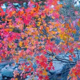 田の原川