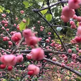お鷹の道・真姿の池湧水群