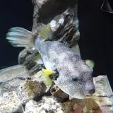久慈地下水族科学館もぐらんぴあ