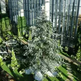 奇跡の星の植物館