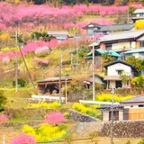 花桃の郷