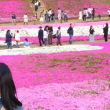 芝桜の丘