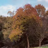 県立座間谷戸山公園