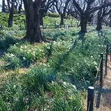 権現堂公園