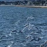 相馬市
