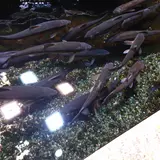 井の頭自然文化園 分園