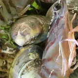 大福丸