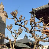 清林寺