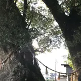 尾鷲神社の大クス