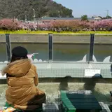 河津三郎の足湯処