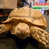 【閉業】沖縄美味料理 くわっち