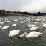〒955-0116 新潟県三条市森町１７７４−１