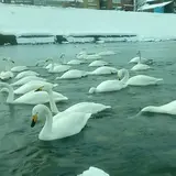 白鳥の郷公苑