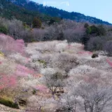 筑波山梅林