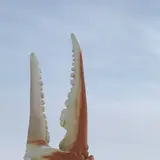 カニの爪