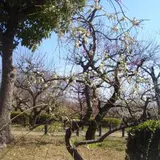 大阪城　梅林