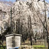 真間山弘法寺