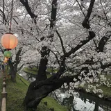 小江戸川越春の舟遊