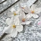 飯田橋サクラテラス