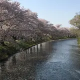 福岡堰さくら公園