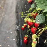 近藤いちご園