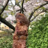 株式会社柿安本店