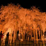 足羽神社