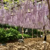 曼陀羅寺公園