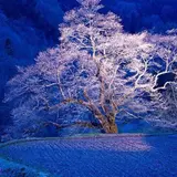 駒つなぎの桜